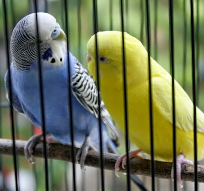  seorang penulis buku Zoologi of New Holland memberi nama burung mungil ini dengan sebutan Sejarah Perkembangan burung parkit